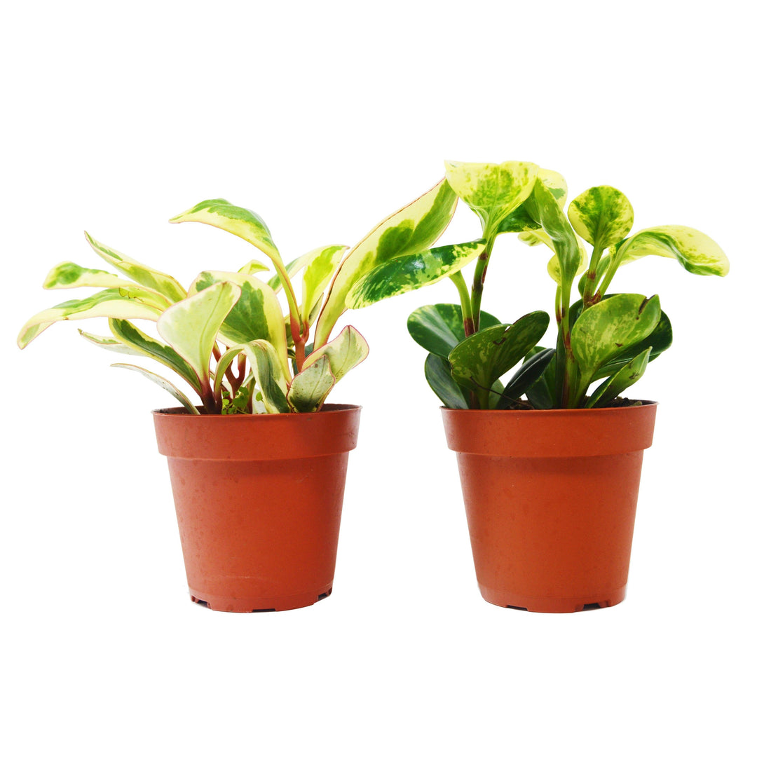 2 Peperomia Plants Variety Pack in 4" Pots - Baby Rubber Plants - Casey & Company
