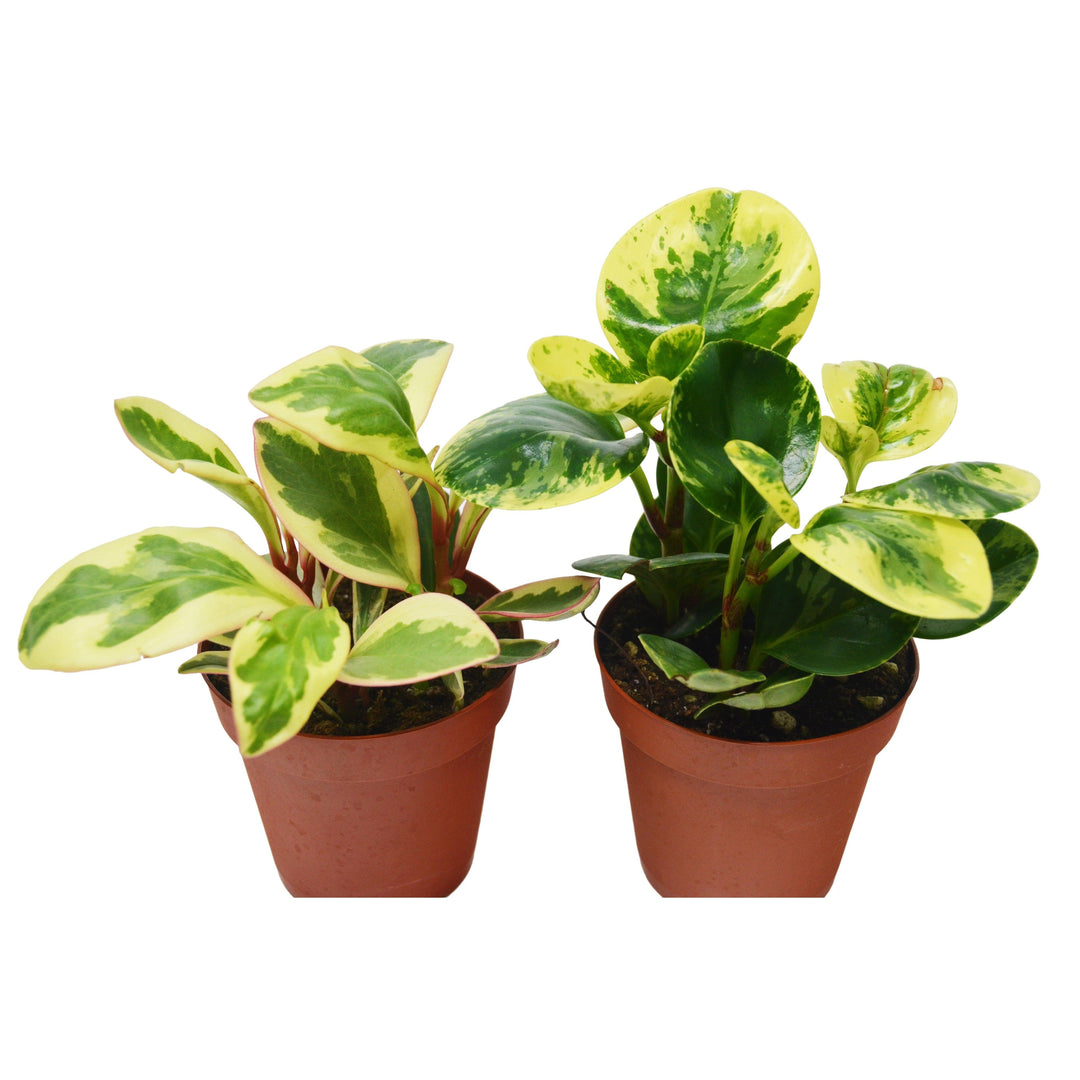 2 Peperomia Plants Variety Pack in 4" Pots - Baby Rubber Plants - Casey & Company