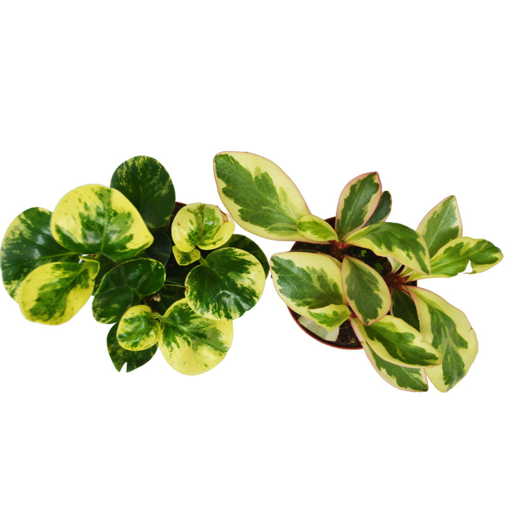 2 Peperomia Plants Variety Pack in 4" Pots - Baby Rubber Plants - Casey & Company