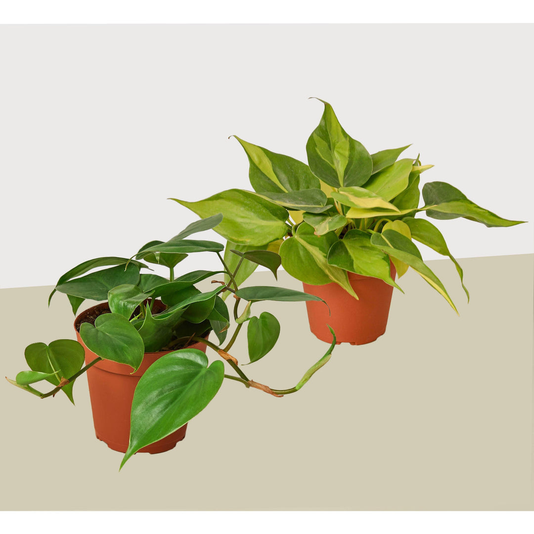 2 Philodendron Variety Pack - 4" Pot - Casey & Company