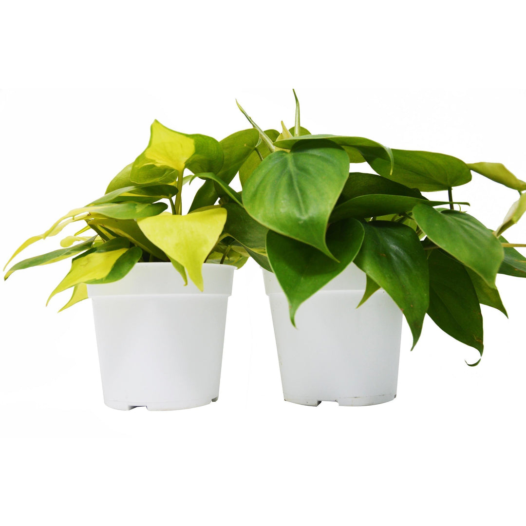 2 Philodendron Variety Pack - 4" Pot - Casey & Company