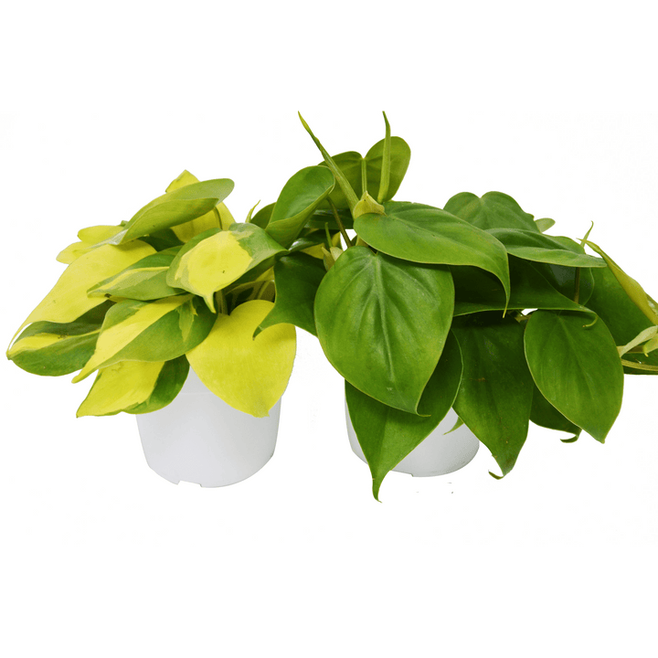 2 Philodendron Variety Pack - 4" Pot - Casey & Company