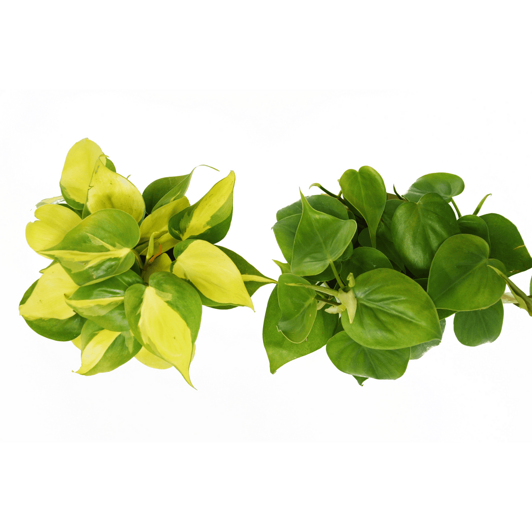 2 Philodendron Variety Pack - 4" Pot - Casey & Company