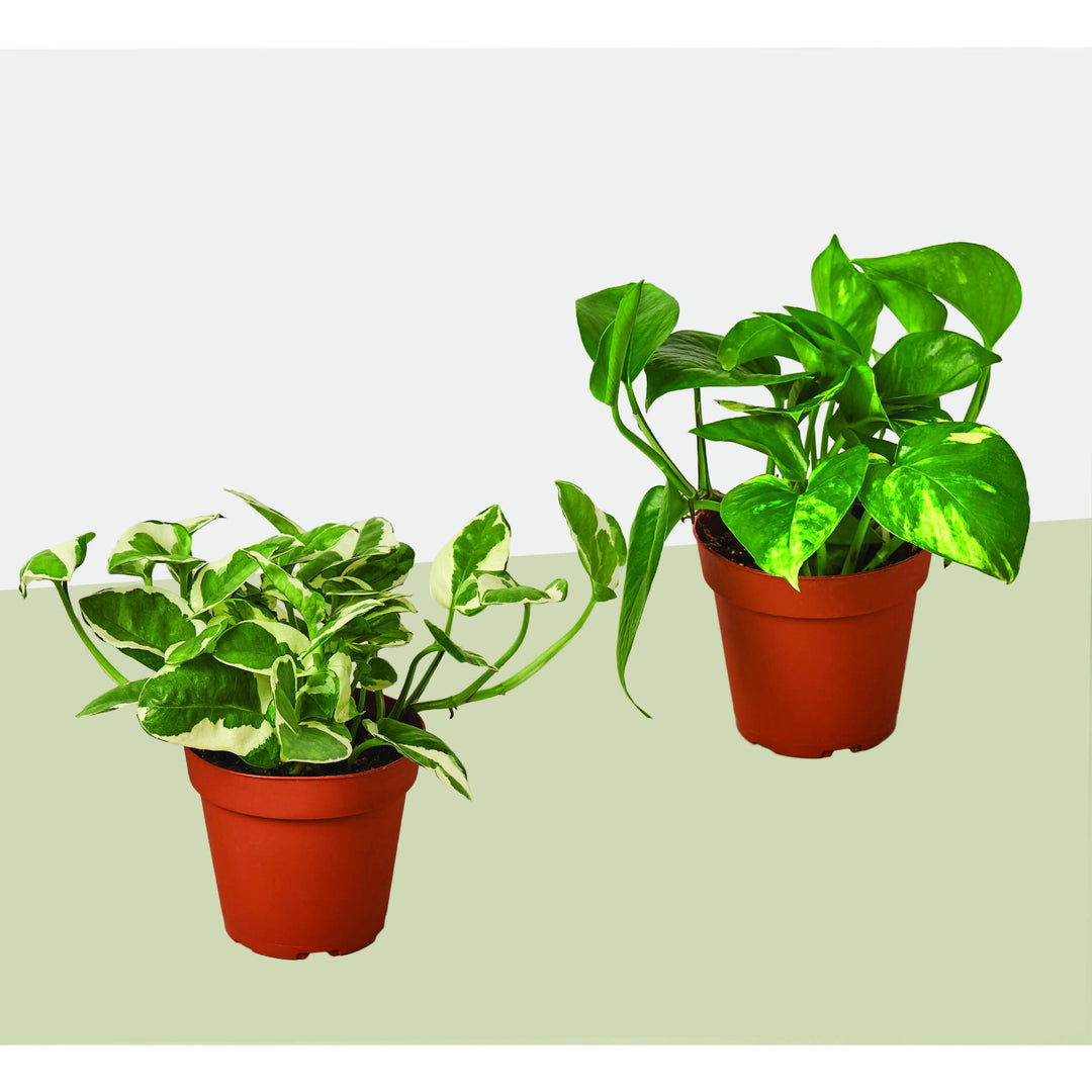 2 Pothos Variety Pack / 4" Pot / Live Plant / Home and Garden Plants - Casey & Company