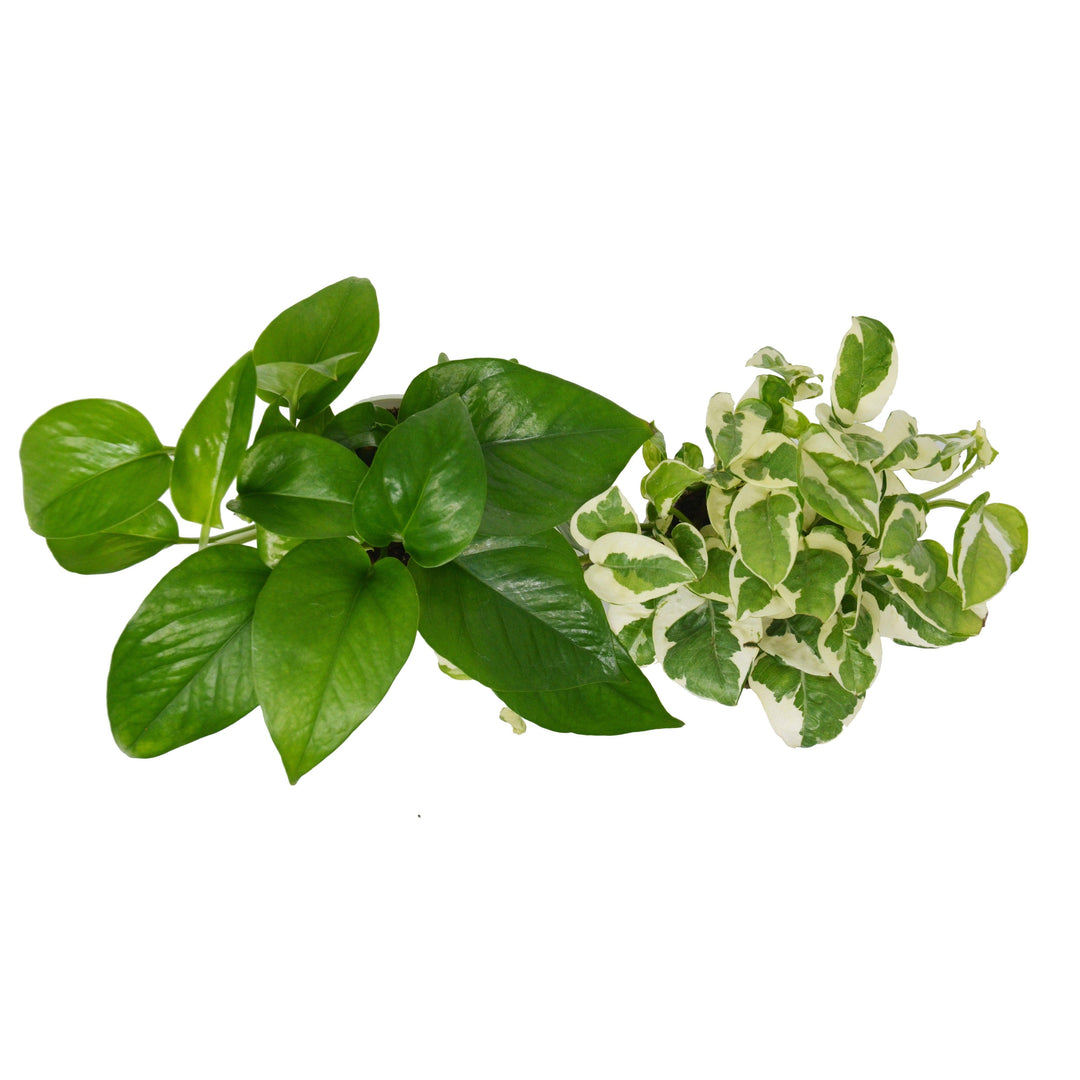 2 Pothos Variety Pack / 4" Pot / Live Plant / Home and Garden Plants - Casey & Company