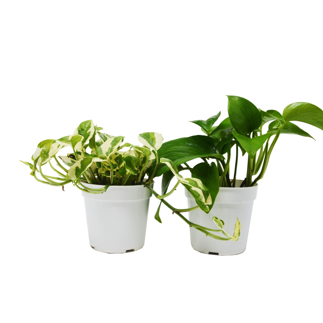 2 Pothos Variety Pack / 4" Pot / Live Plant / Home and Garden Plants - Casey & Company