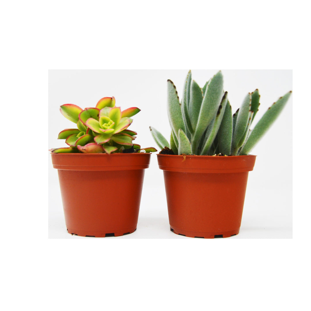 2 Succulent Variety Pack / 4" Pot / Live Home and Garden Plant - Casey & Company