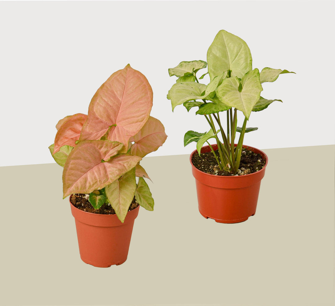 2 Syngonium Variety (Arrowhead Plant) / 4" Pot / Live Plant - Casey & Company