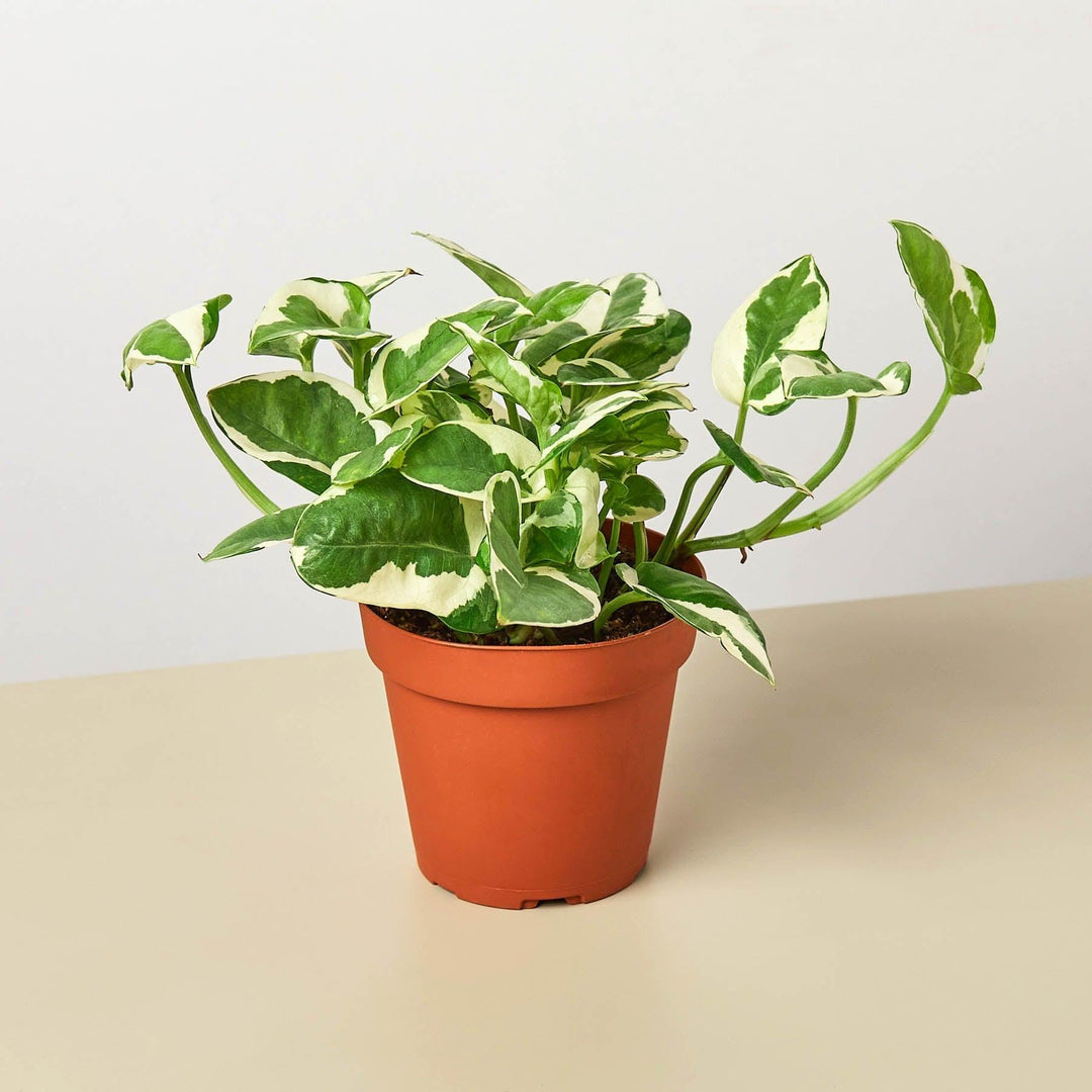 Pothos 'N'joy' - Casey & Company