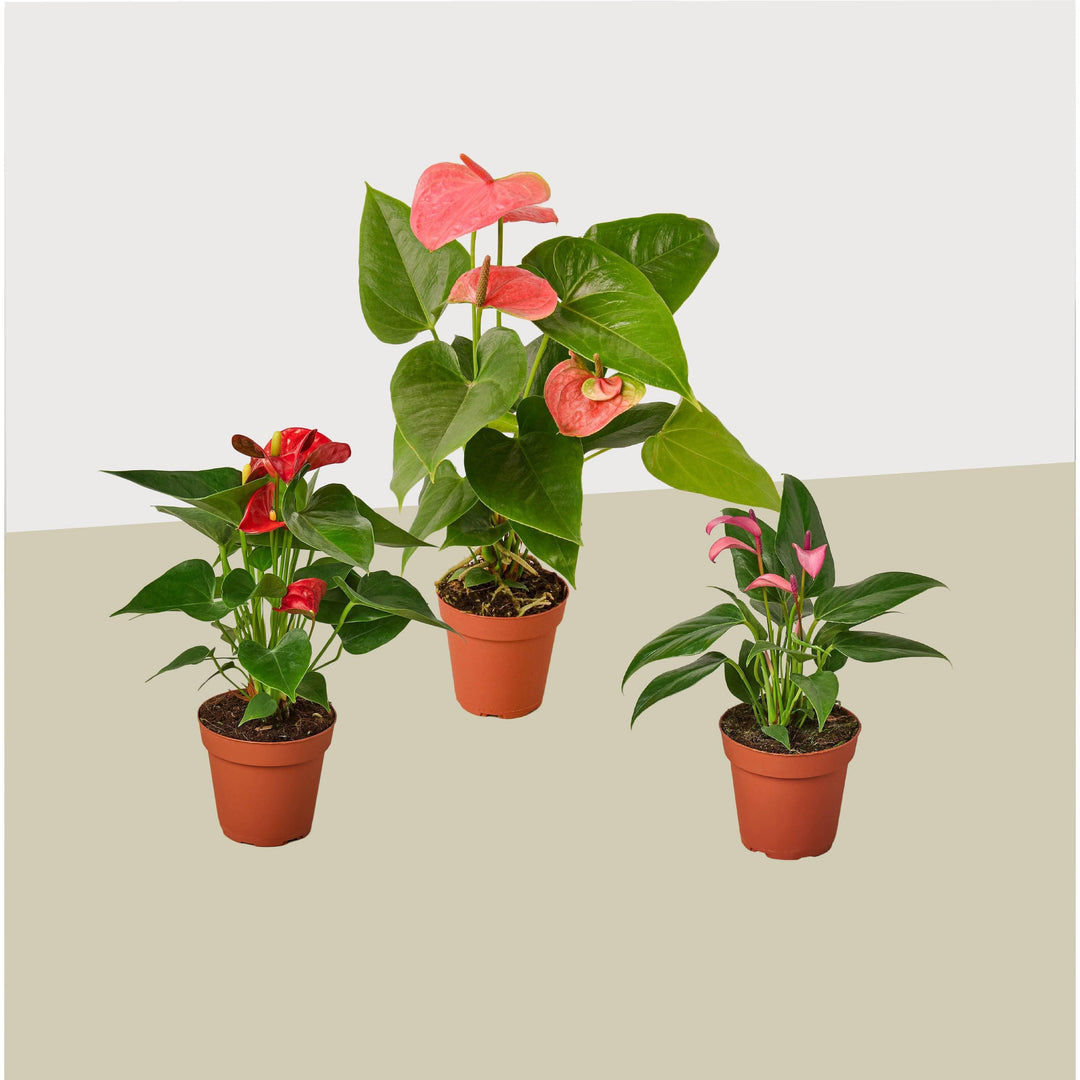 3 Anthurium Variety Pack- All Different Colors - 4" Pots - Casey & Company