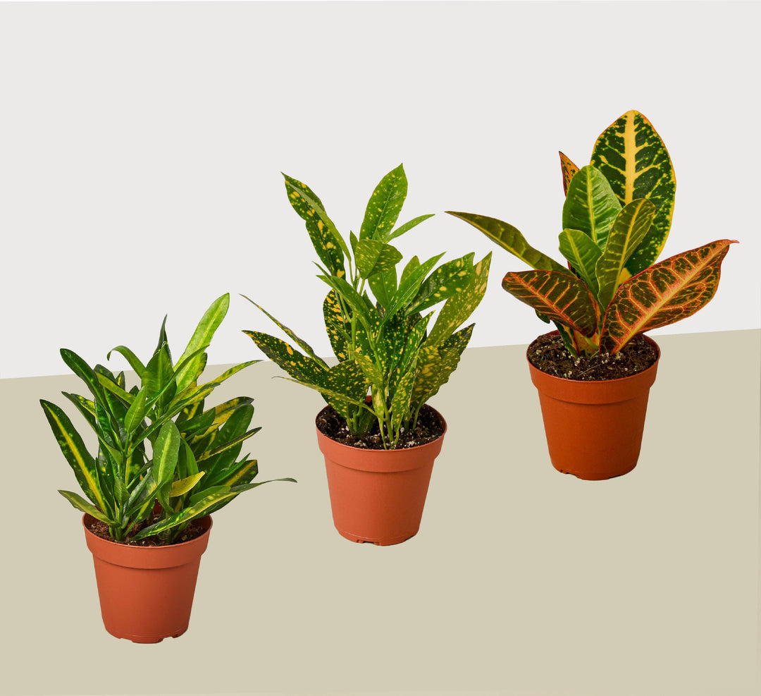 3 Croton Variety Pack / 4" Pot / Live Plant / House Plant - Casey & Company