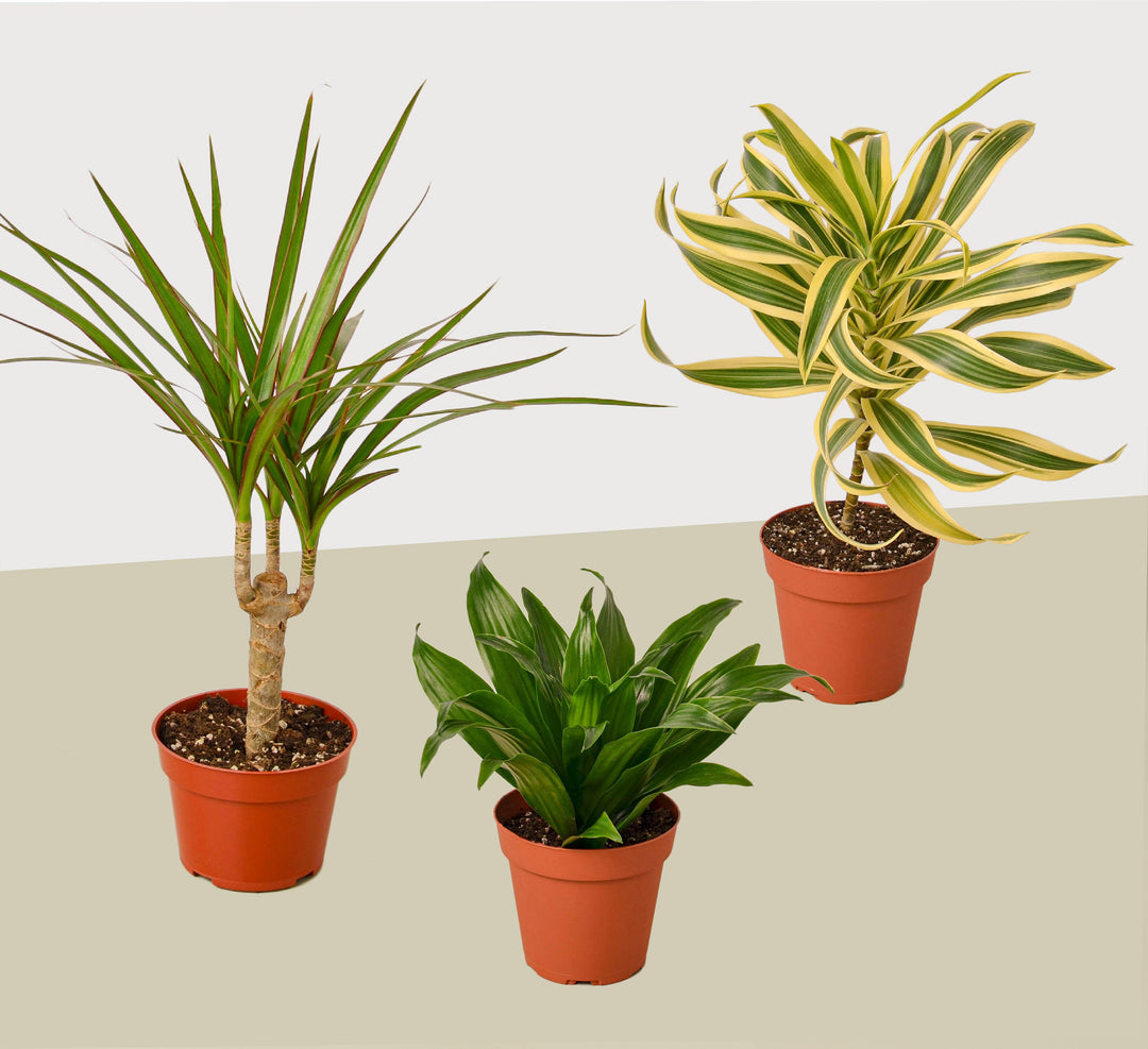 3 Different Dracaenas Variety Pack - Live House Plant - FREE Care Guide - 4" Pot - Casey & Company