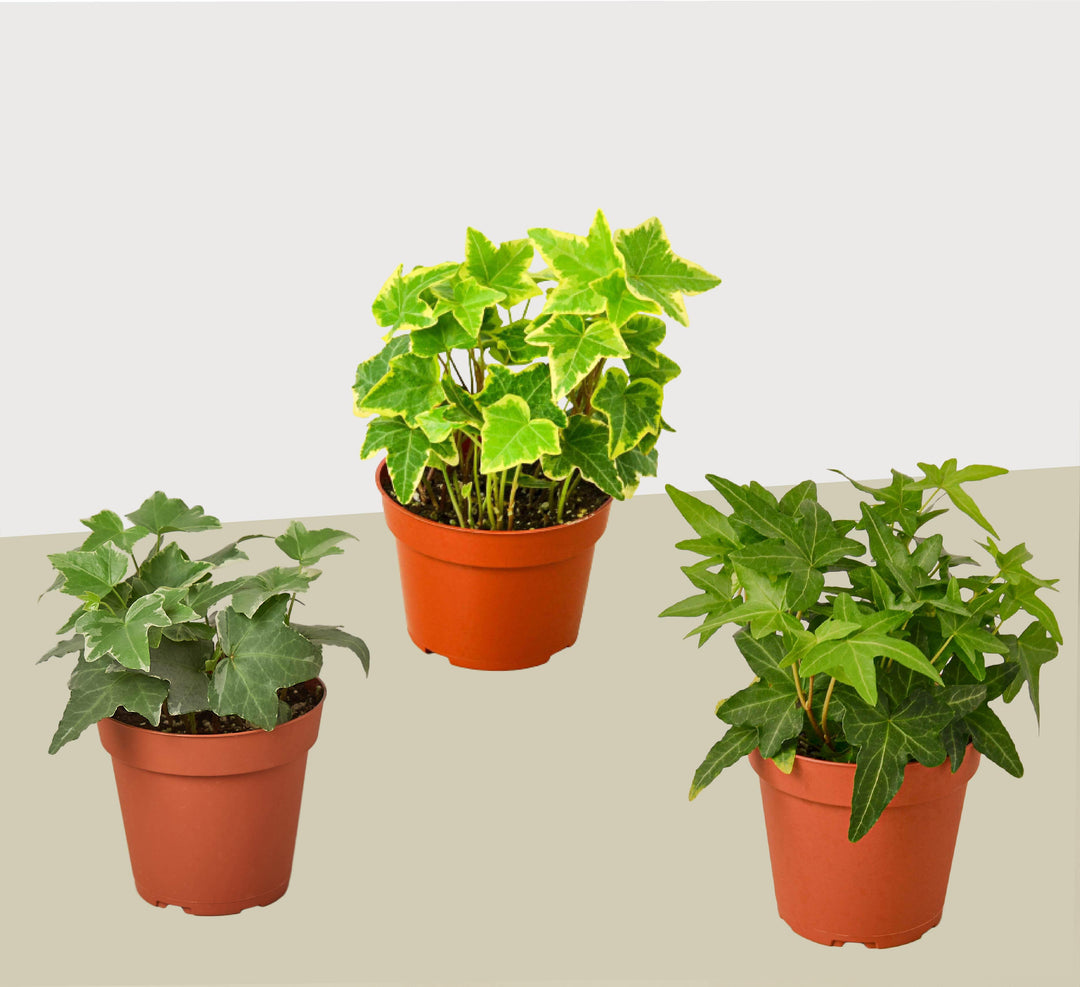 3 Different English Ivy Plants - 4" Pot - Live House Plant - Casey & Company
