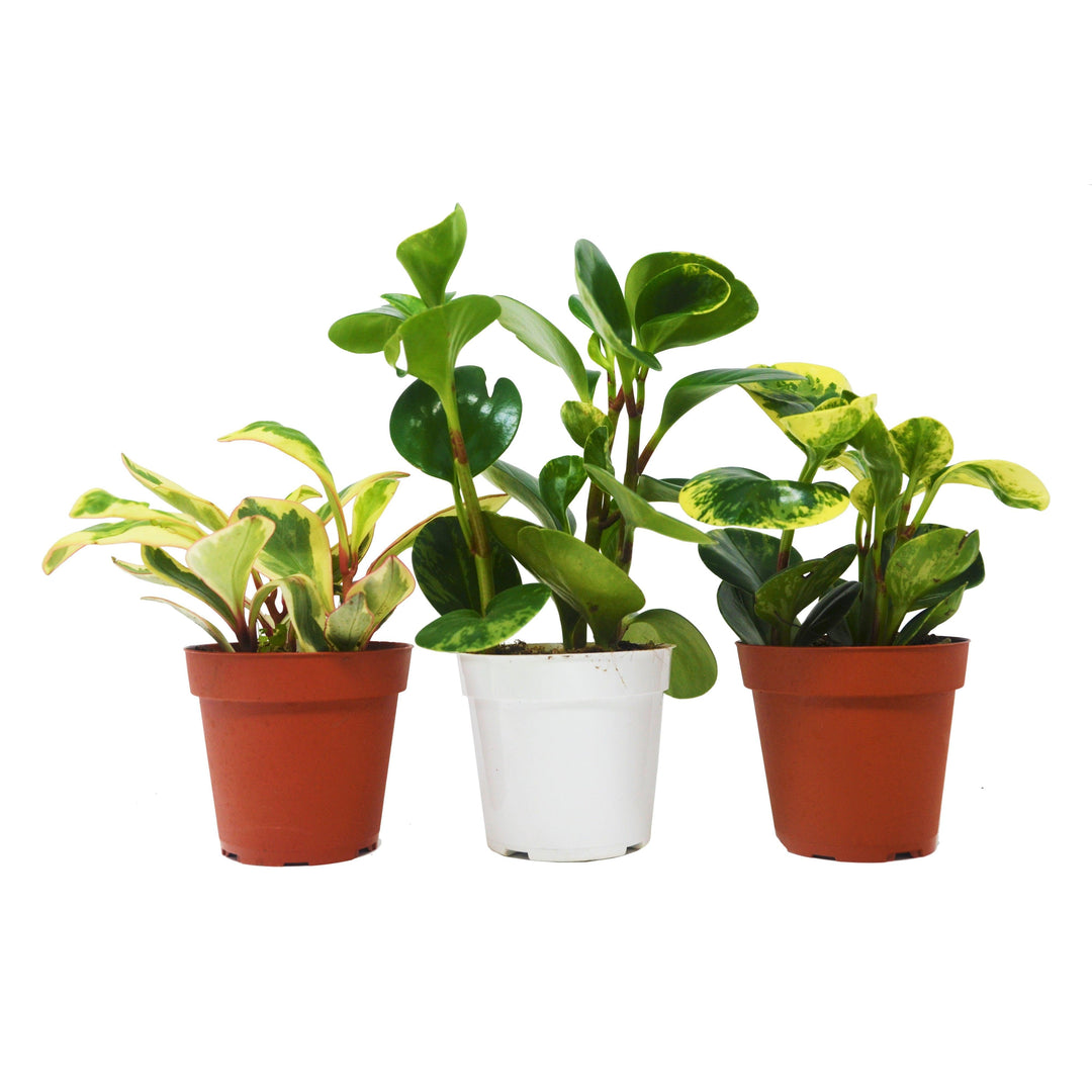 3 Different Peperomia Plants in 4" Pots - Baby Rubber Plants - Casey & Company