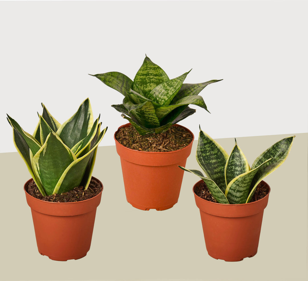3 Different Snake Plants in 4" Pots - Sansevieria - Live Plant - FREE Care Guide - Casey & Company