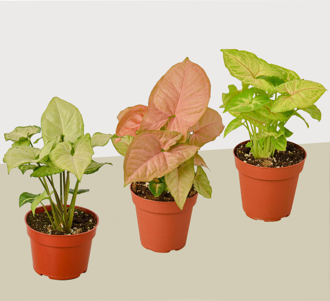 3 Different Syngonium Plants - Arrowhead Plants / 4" Pot / Live Plant - Casey & Company