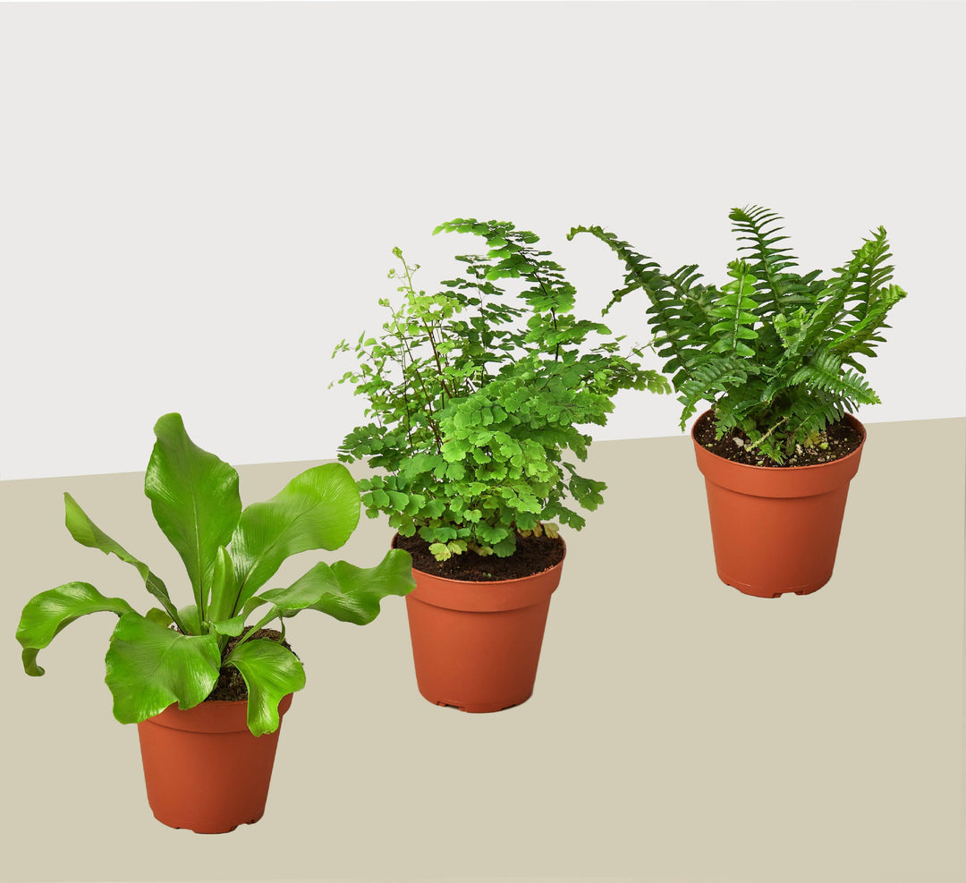 3 Fern Variety Pack - Live Plants - FREE Care Guide - 4" Pot - House Plant - Casey & Company