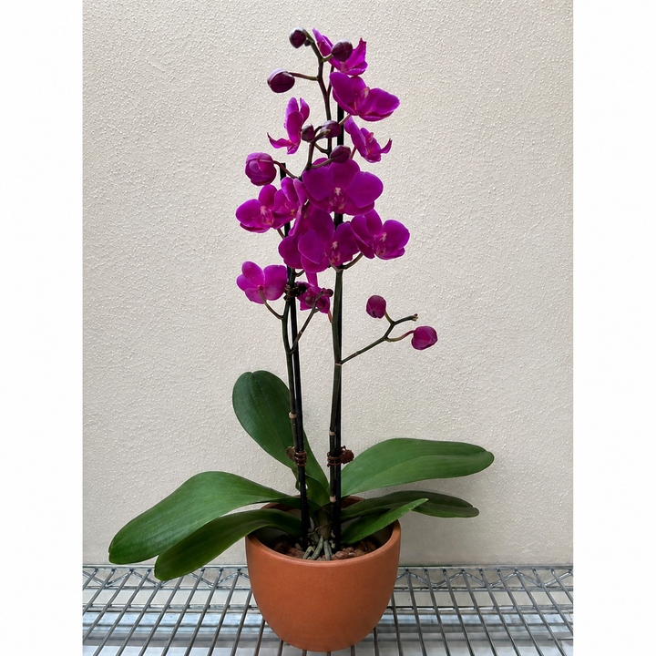 Orchid 'Purple''