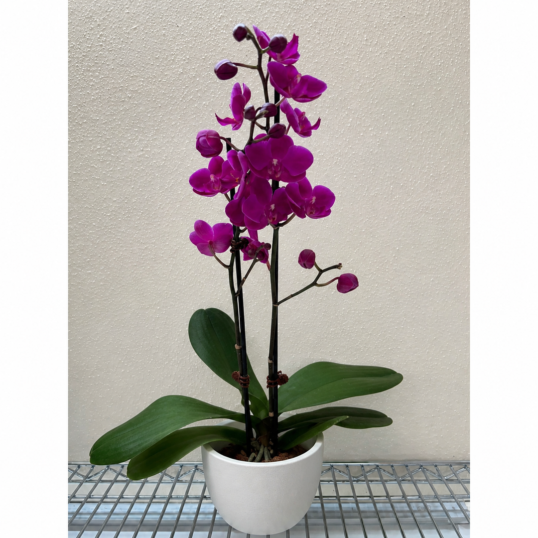 Orchid 'Purple''