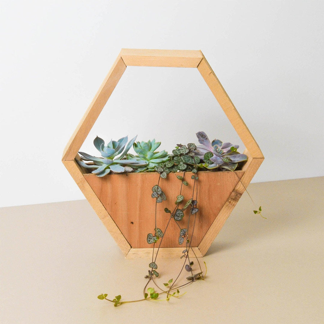 4" Succulent Variety - Hexagarden Pot - Casey & Company