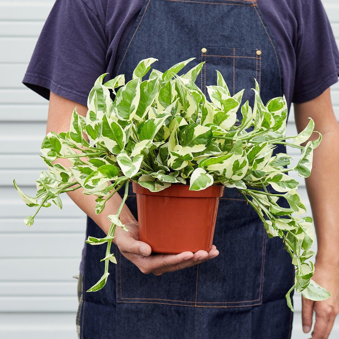 Pothos 'N'joy' - Casey & Company