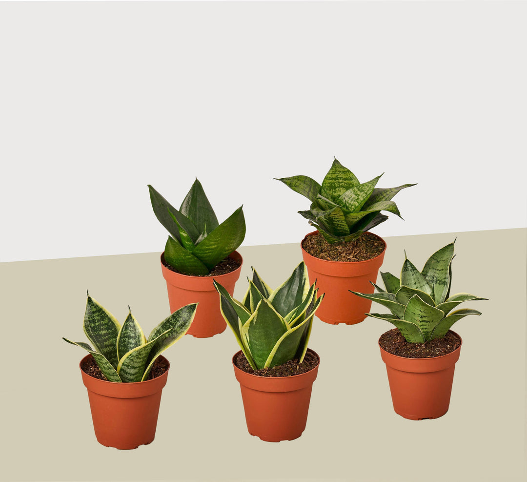 5 Different Snake Plants in 4" Pots - Sansevieria - Live Plant - FREE Care Guide - Casey & Company