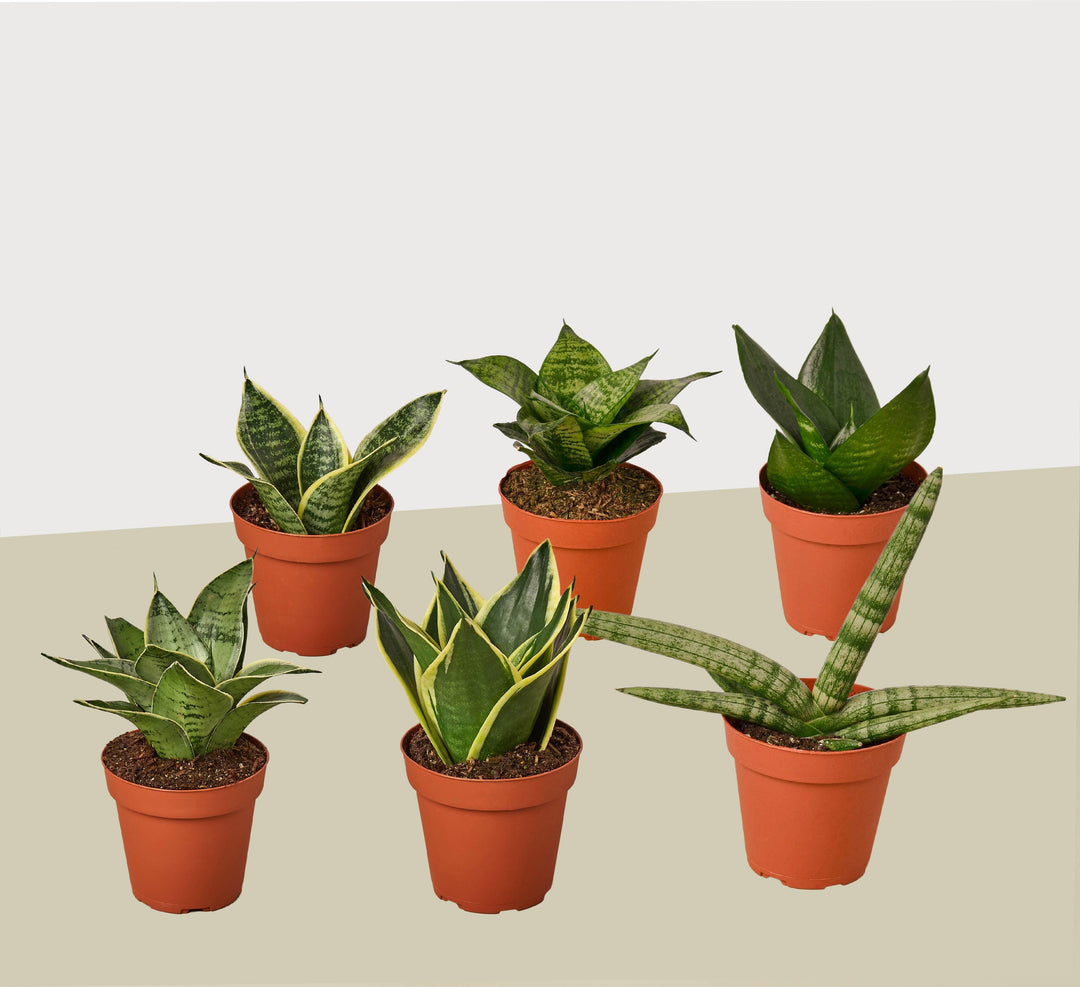 6 Snake Plant Variety (Sansevieria) / 4" Pot / Live Plant - Casey & Company