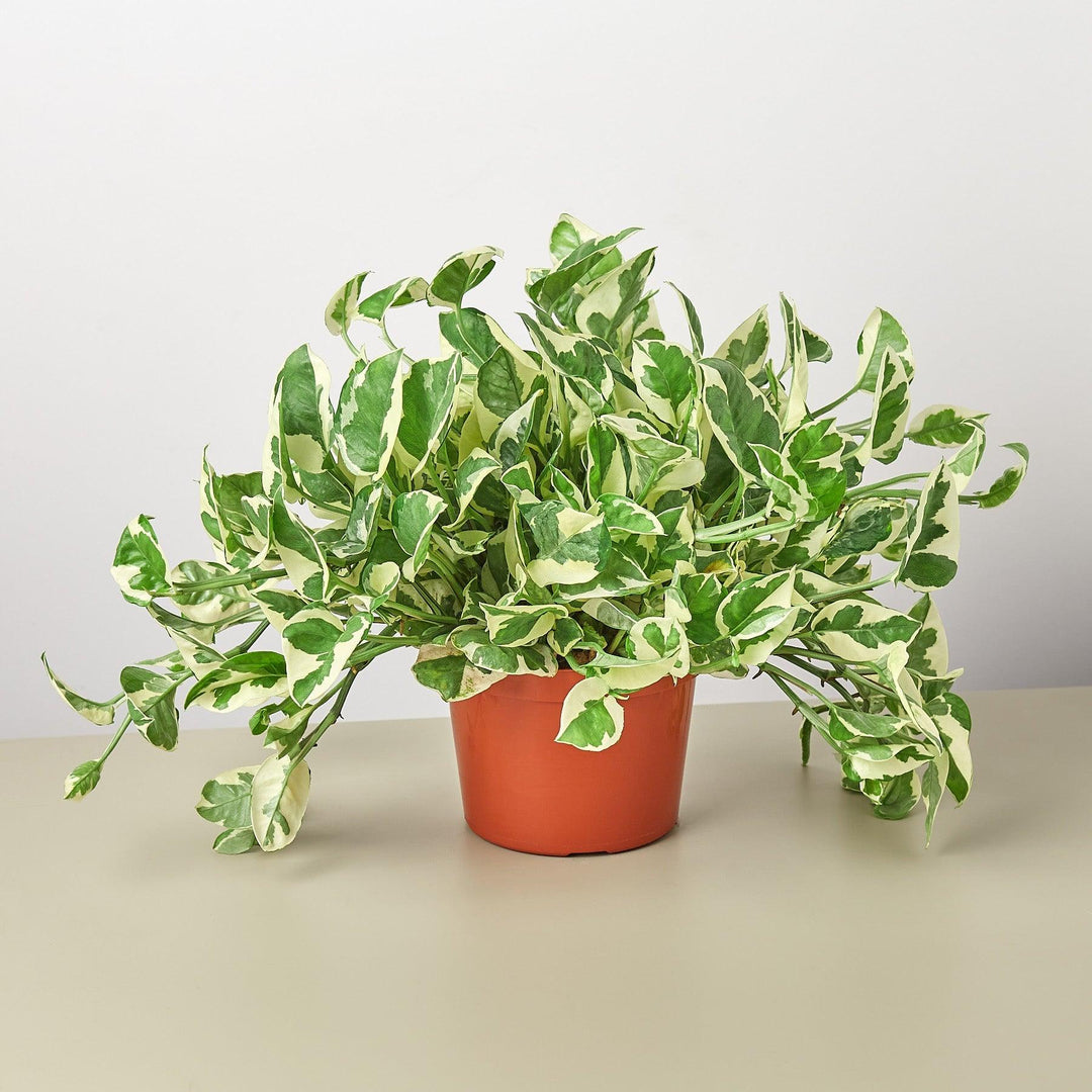 Pothos 'N'joy' - Casey & Company