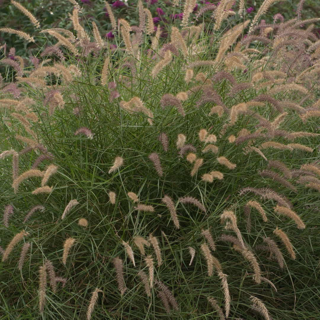 Pennisetum orientale 'Karley Rose' | Karley Rose Oriental Fountain Grass