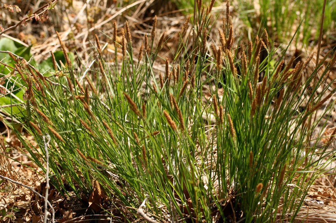 Carex stricta | Tussock Sedge