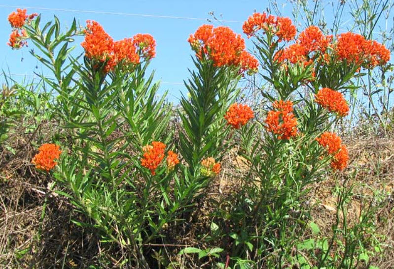 Asclepias tuberosa | Butterfly Weed