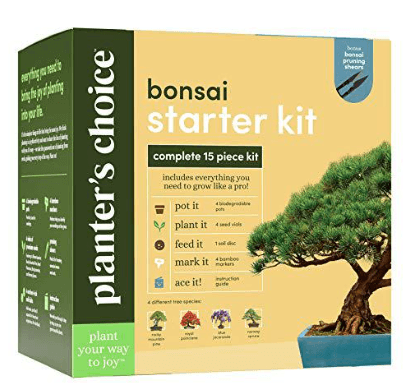Bonsai Starter Kit - Casey & Company