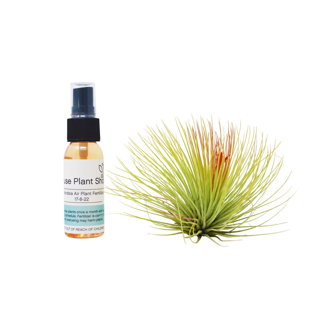 Adreana Air Plant w/ Fertilizer – Casey & Company