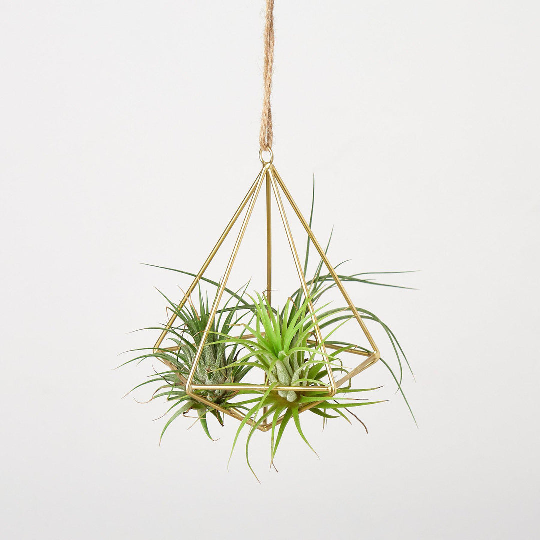 Air Plant Display Hanger - Brass - Casey & Company