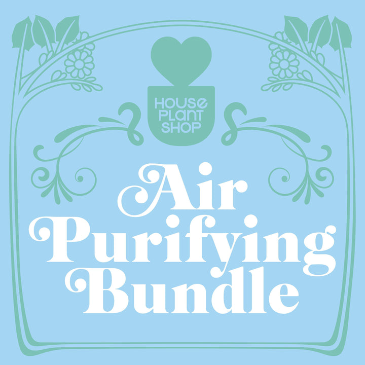 Air Purifying Variety Bundle - Casey & Company