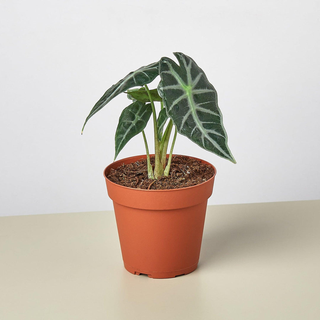 Alocasia Amazonica 'Bambino' - 4" Pot - Casey & Company