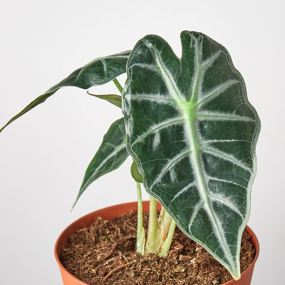 Alocasia Amazonica 'Bambino' - 4" Pot - Casey & Company