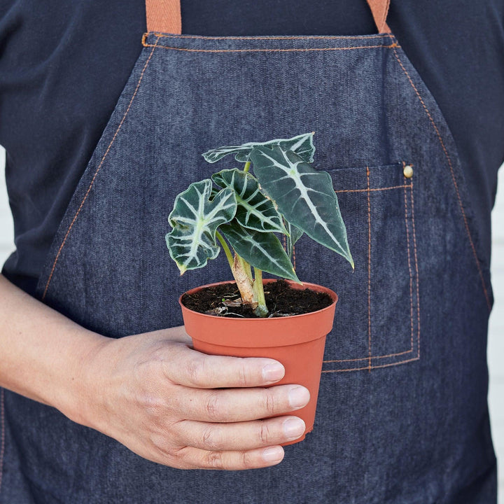 Alocasia Amazonica 'Bambino' - 4" Pot - Casey & Company