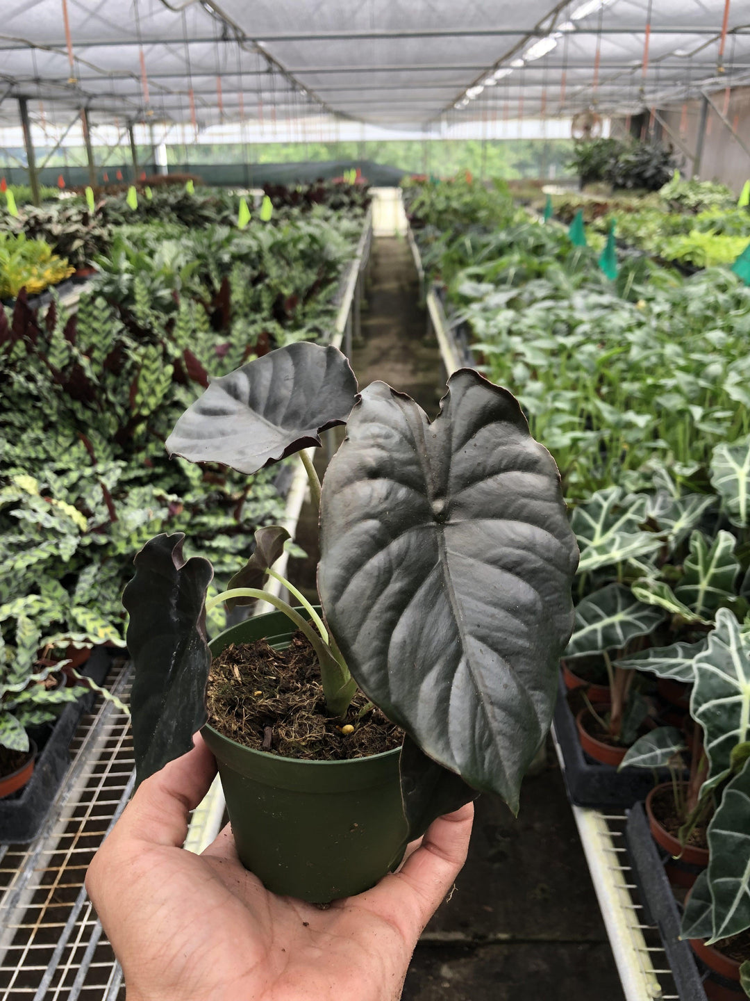 Alocasia 'Black Magic' - 4" Pot - Casey & Company