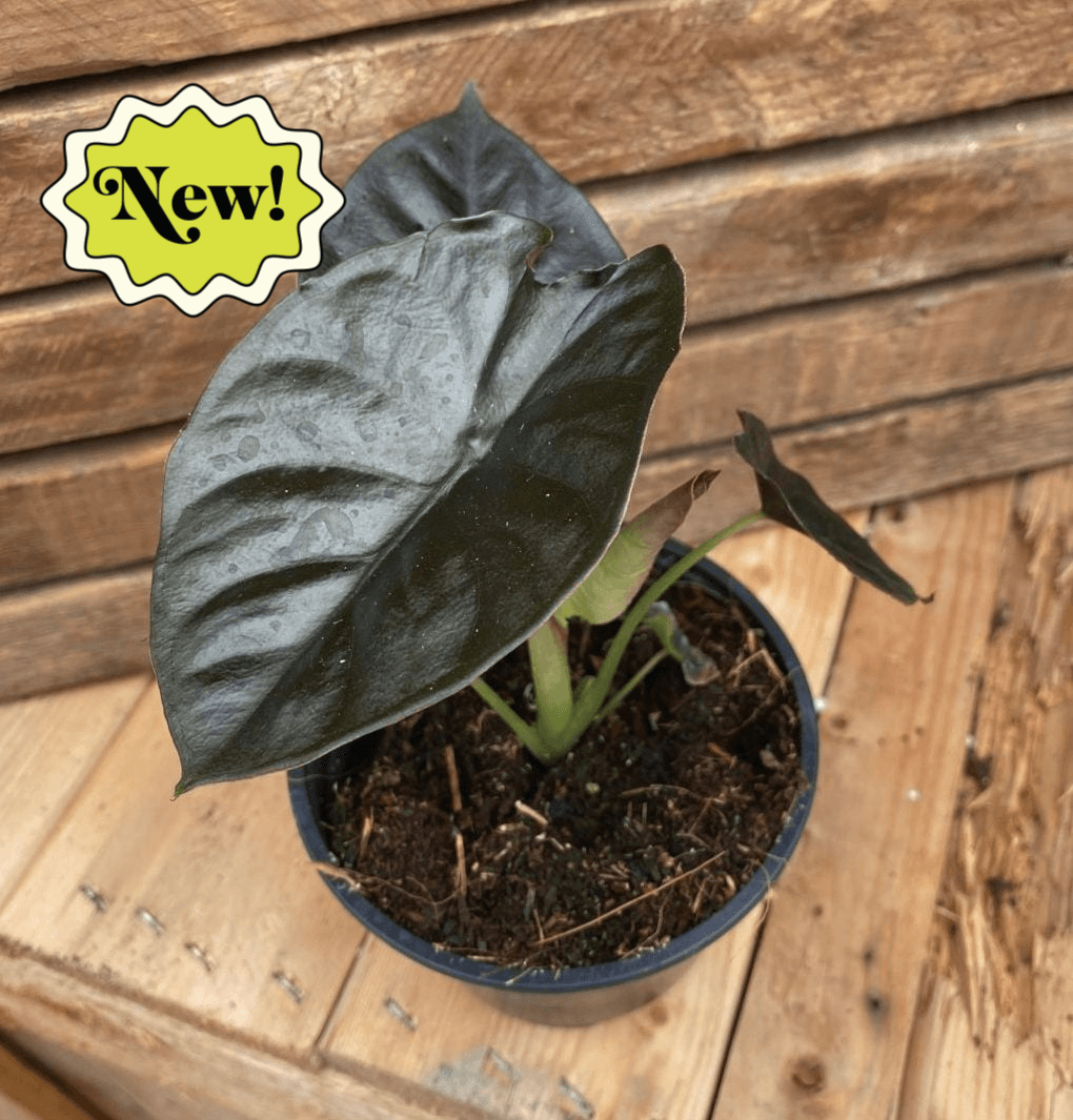 Alocasia 'Black Magic' - 4" Pot - Casey & Company