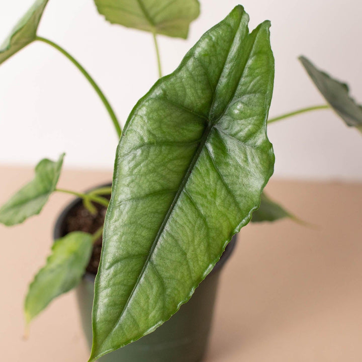 Alocasia 'Dragons Breath' - Casey & Company