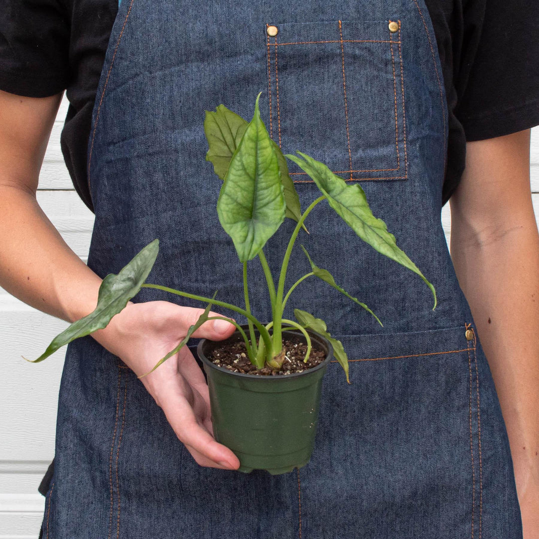 Alocasia 'Dragons Breath' - Casey & Company