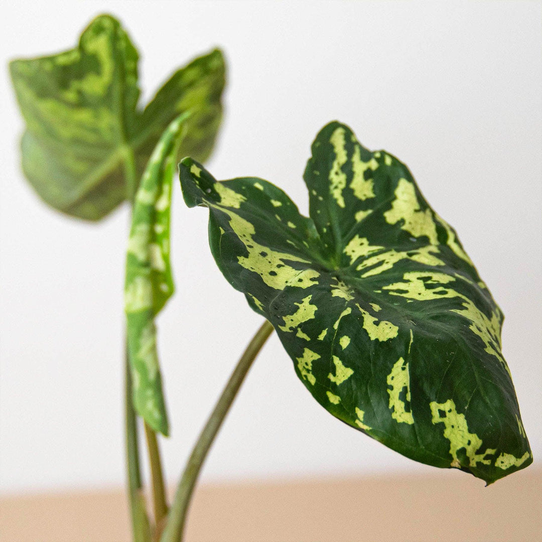 Alocasia 'Hilo Beauty' - Casey & Company