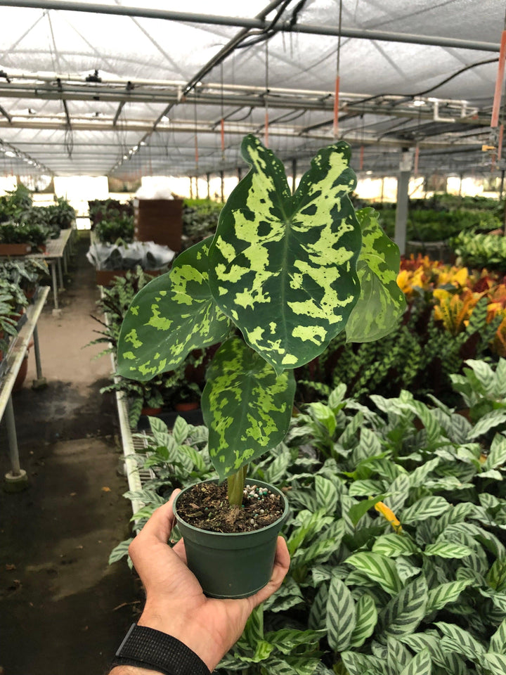 Alocasia 'Hilo Beauty' - Casey & Company