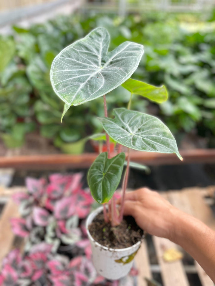 Alocasia 'Ivory Coast' - Casey & Company