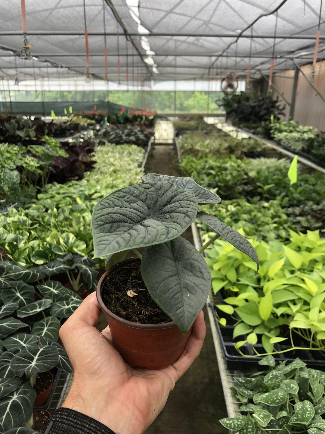 Alocasia 'Melo' - Casey & Company