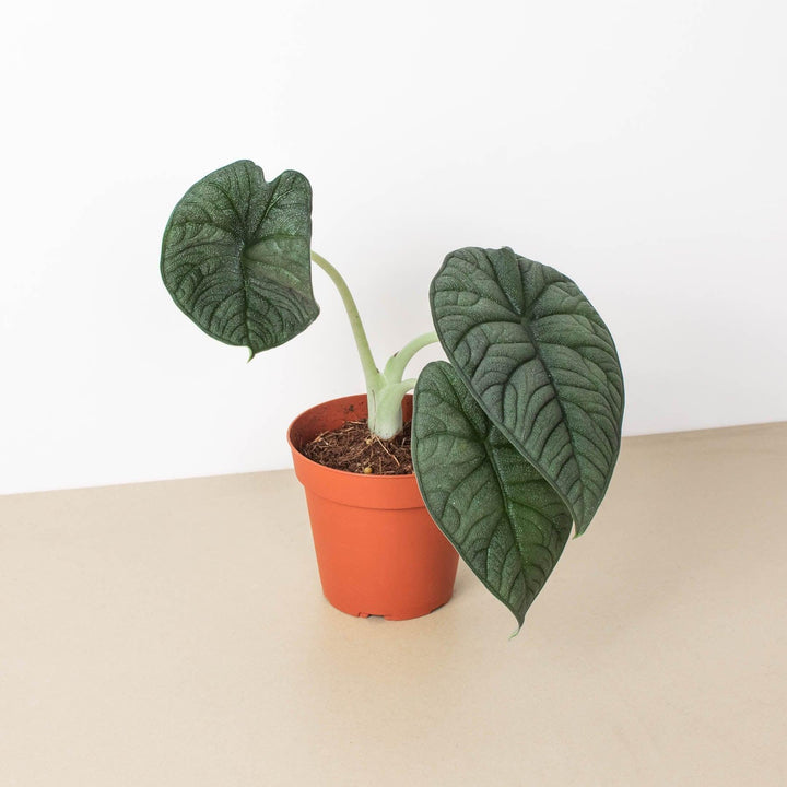 Alocasia 'Melo' - Casey & Company