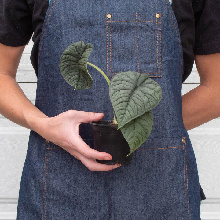 Alocasia 'Melo' - Casey & Company