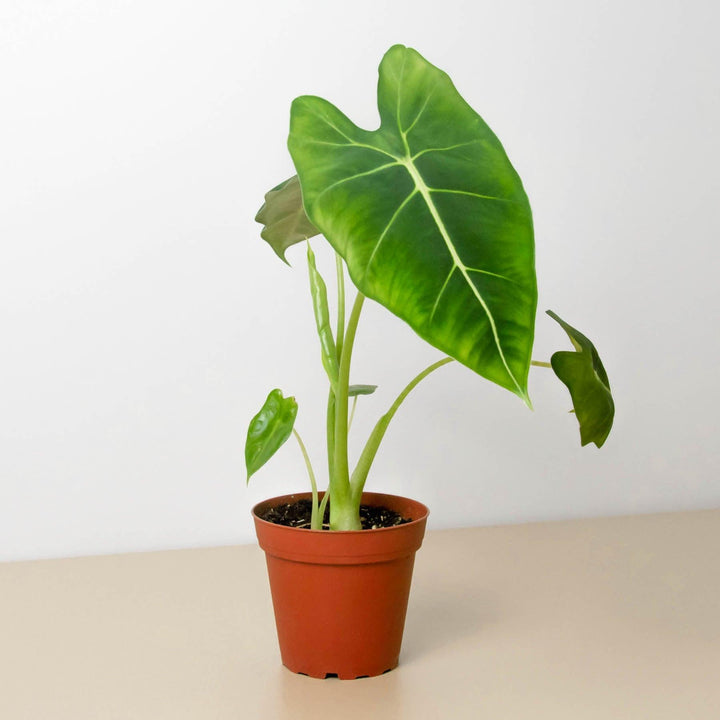 Alocasia Micholitziana 'Frydek' - Casey & Company