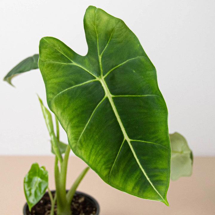 Alocasia Micholitziana 'Frydek' - Casey & Company